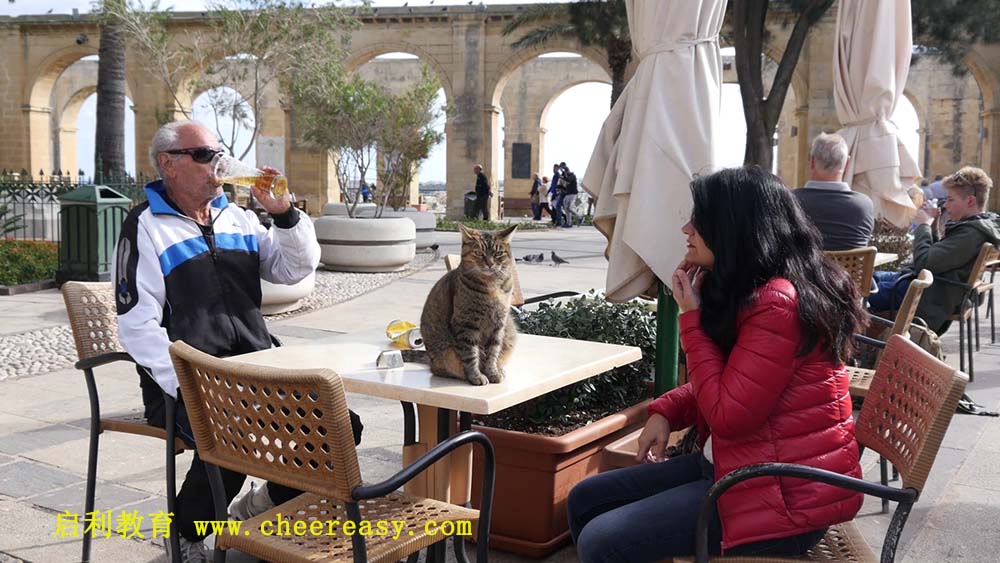 valletta-malta-cat-sit-on-street-cafe-table-and-people-sit-rest-and-drink-b_bfxveljqhe_thumbnail.jpg